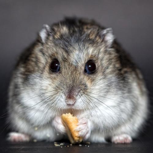 Hamster